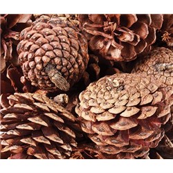 Pine Cones 200g_2